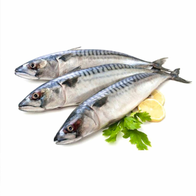 Fresh-Mackerel-1